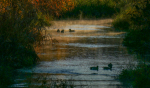 川霧とヒドリガモ