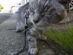 ねこ