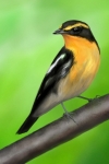 キビタキ　KRITA