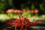 雑木林の彼岸花